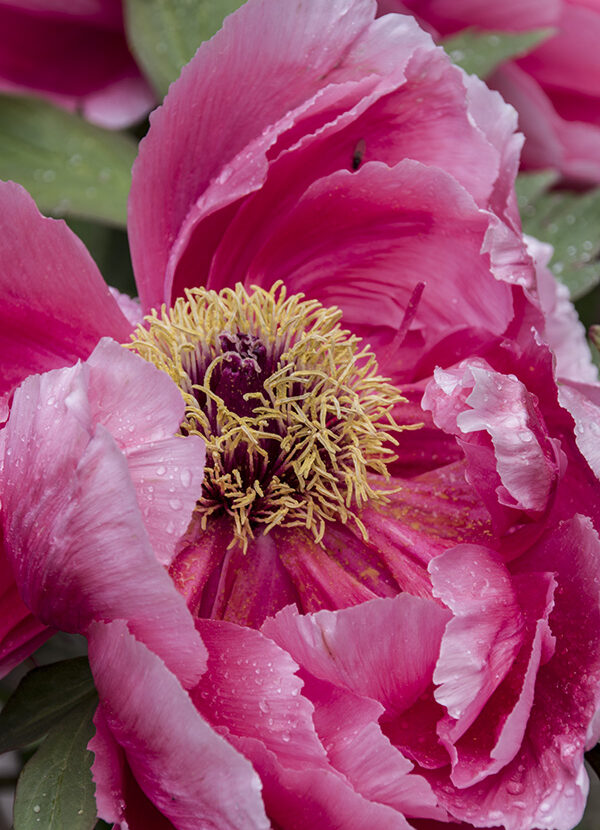 kräftig rosarote Päonienblüte (Pfingstrose) in Nahaufnahme von der Genussfotografin