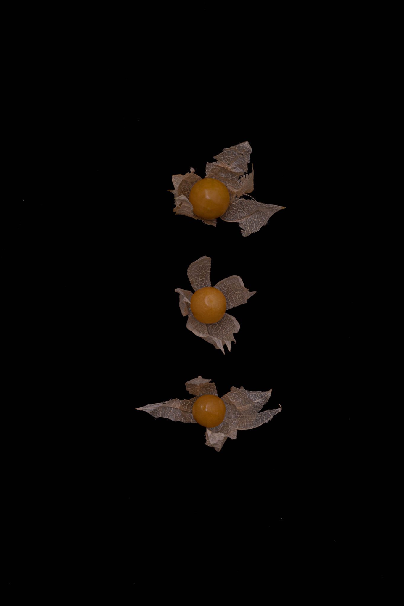 Drei Ananasphysalis liegen in senkrechter Linie auf schwarzem Untergrund. Die Lampion-Früchte haben geöffnete Hüllblätter, in denen die runden hellorangen Früchte herausleuchten. Foto Genussfotografin Sabine Hennek